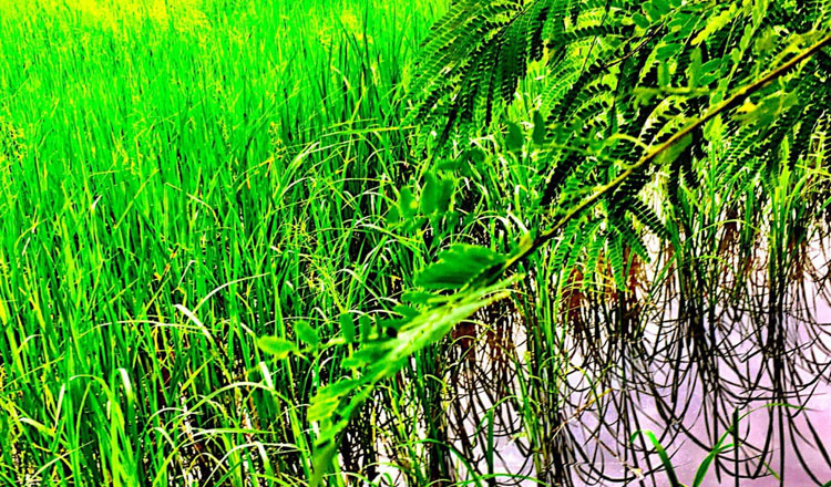 Cambodia earns $3.88 bln from exports of agricultural products in the first 9 months